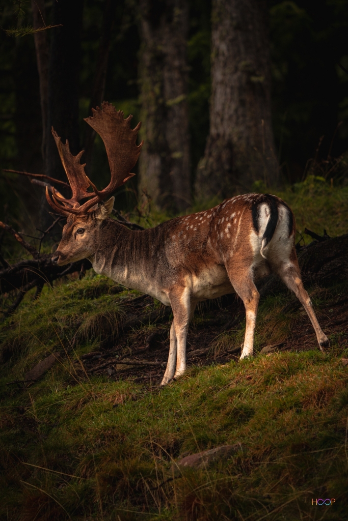 Daniel deer in the forest.