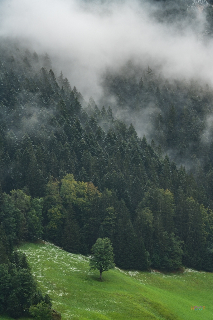 First snow in the austrian forest.