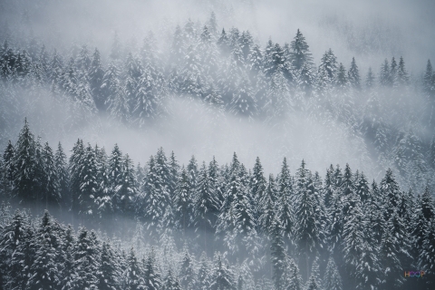 Misty, snowy forest.